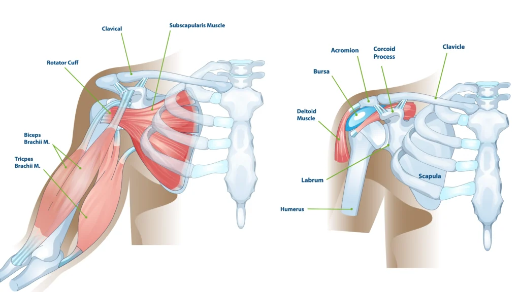 Anatomical Graphic of Shoulder Anatomy