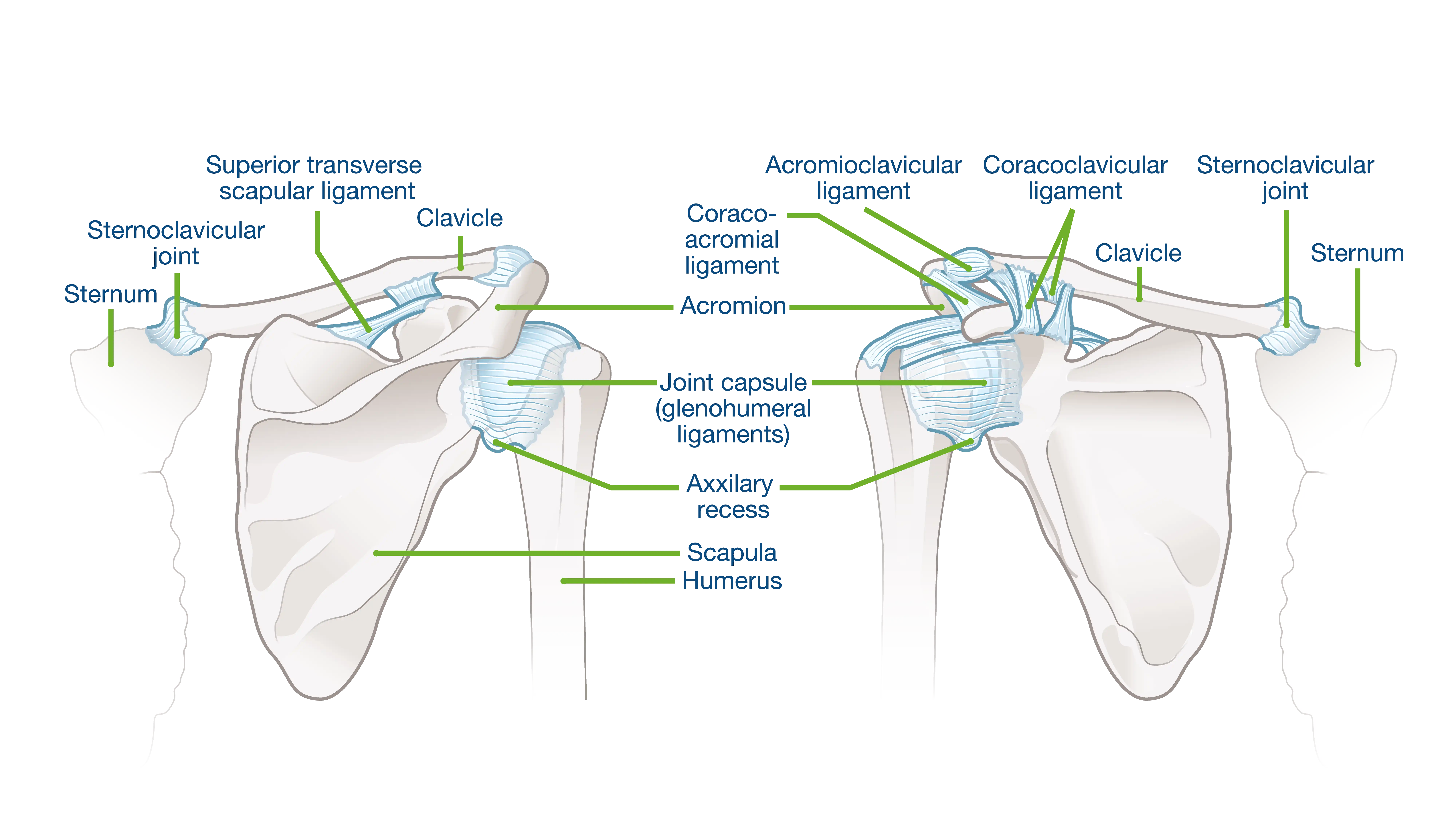 Shoulder Joint Anatomy