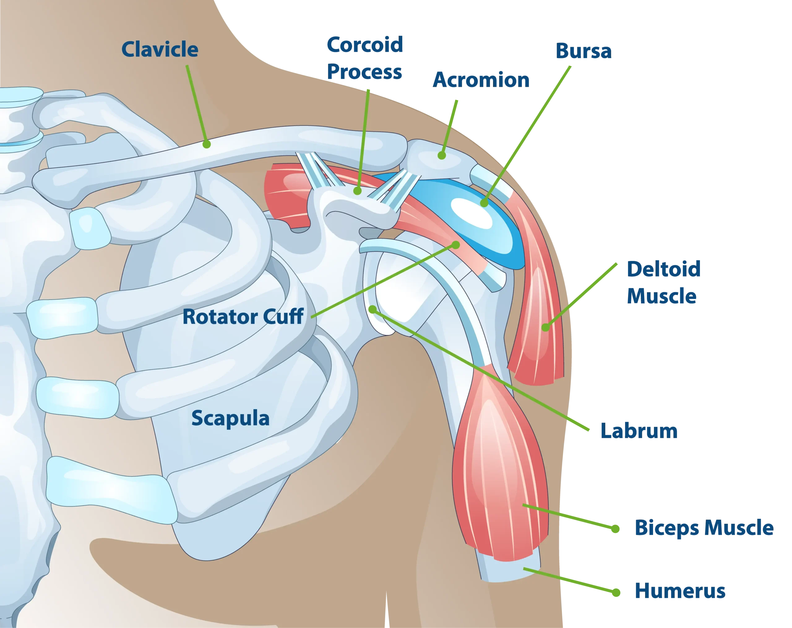 Detailed Shoulder Anatomy