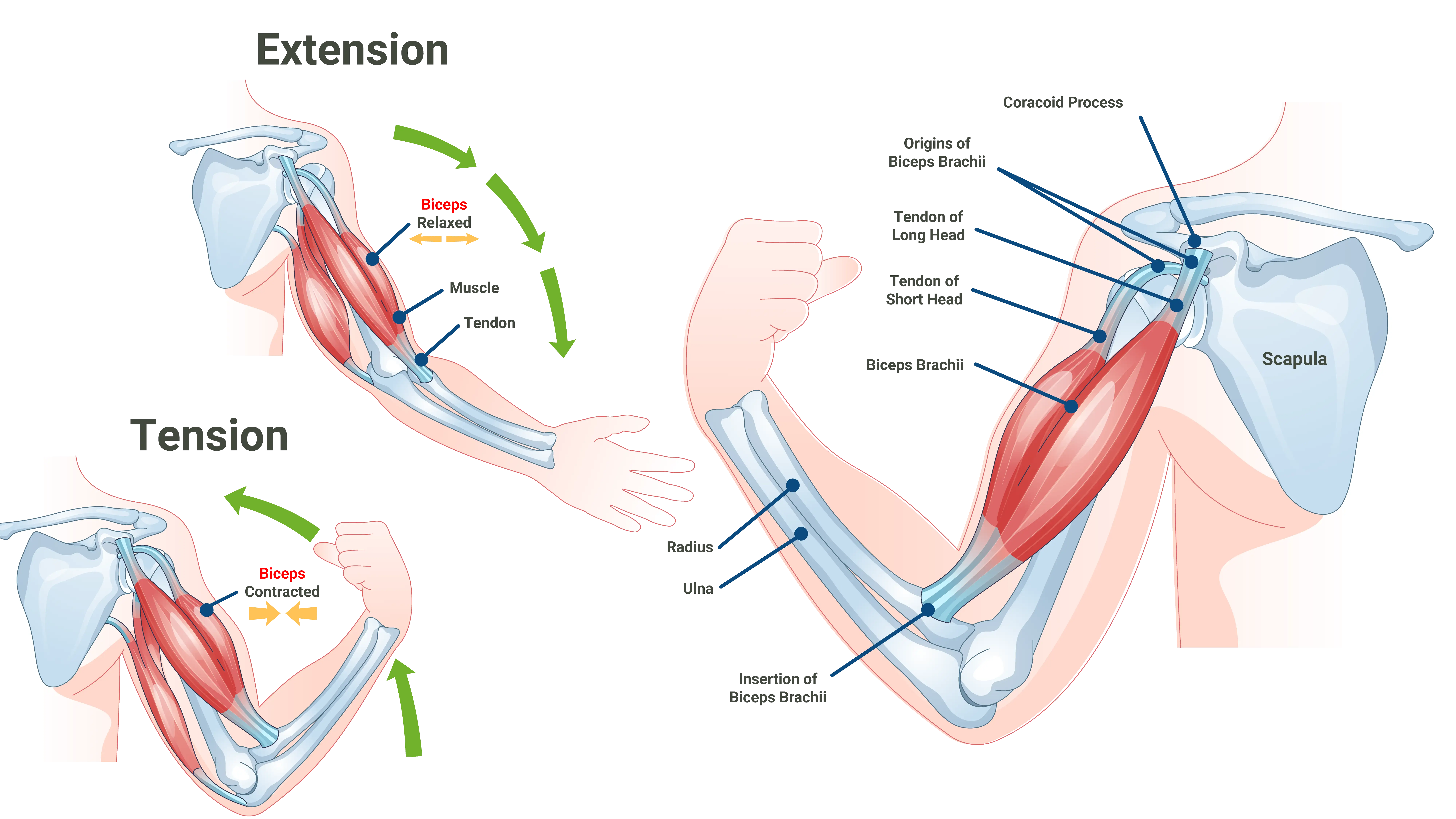 Anatomical Graphic of Biceps