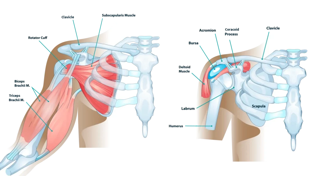 Diagram of shoulder anatomy