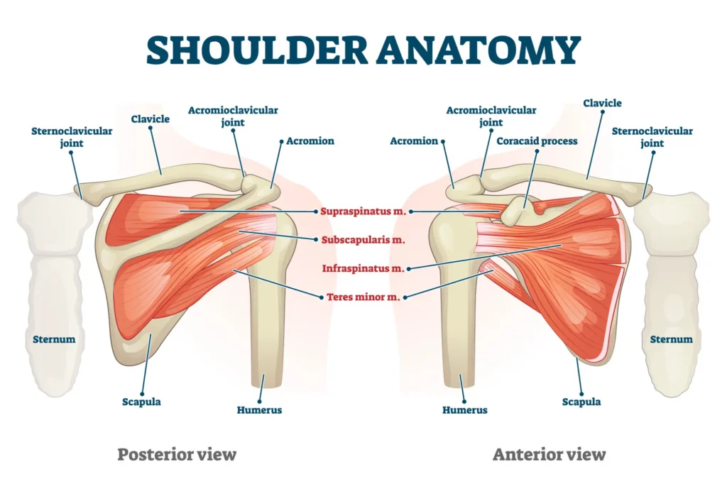 Diagram of shoulder anatomy 
