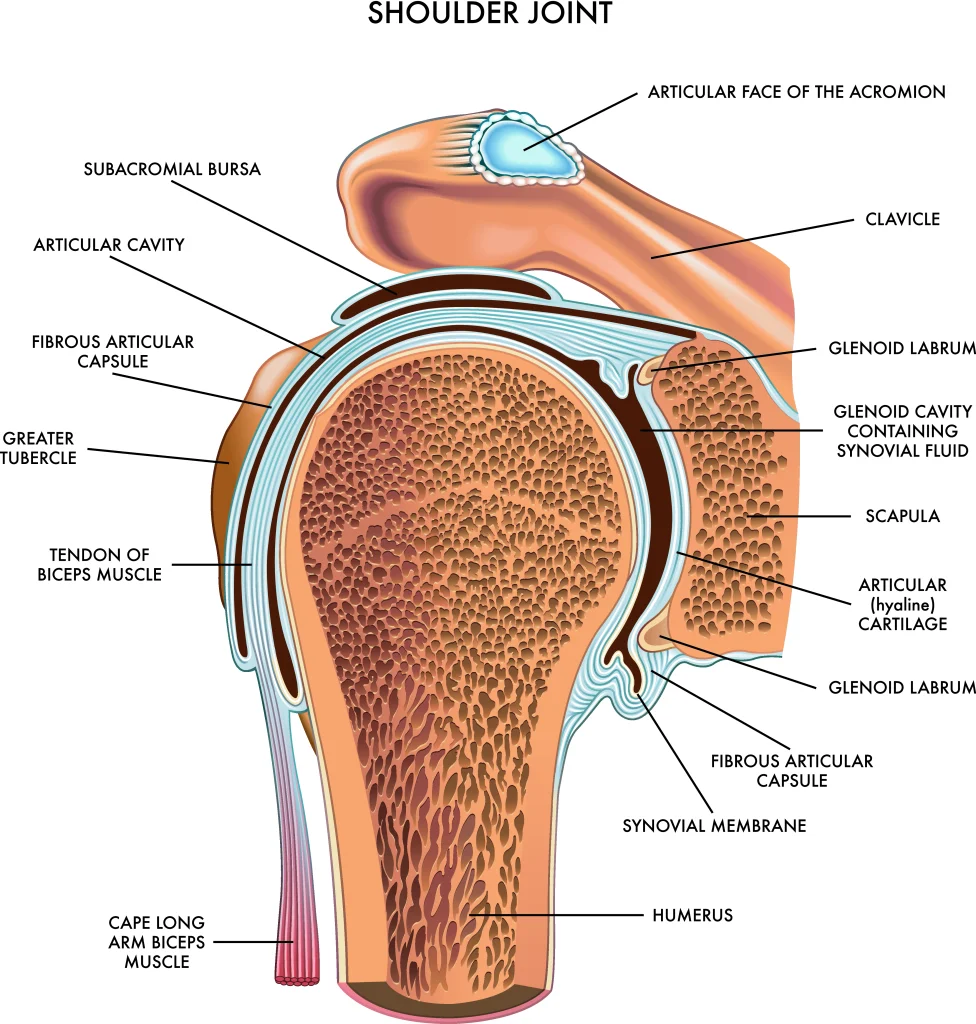 Diagram of shoulder anatomy 