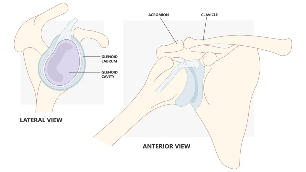 Anatomical diagram of the shoulder labrum, showing the glenoid labrum and glenoid cavity in lateral and anterior views