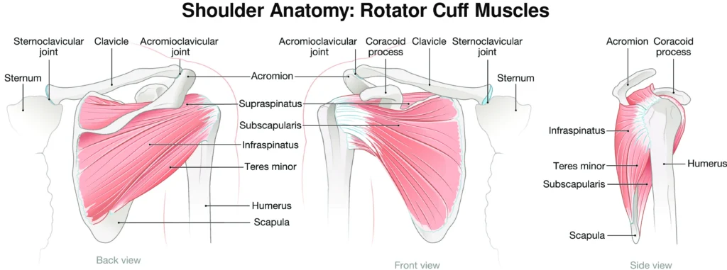Shoulder anatomy diagram of the rotator cuff muscles